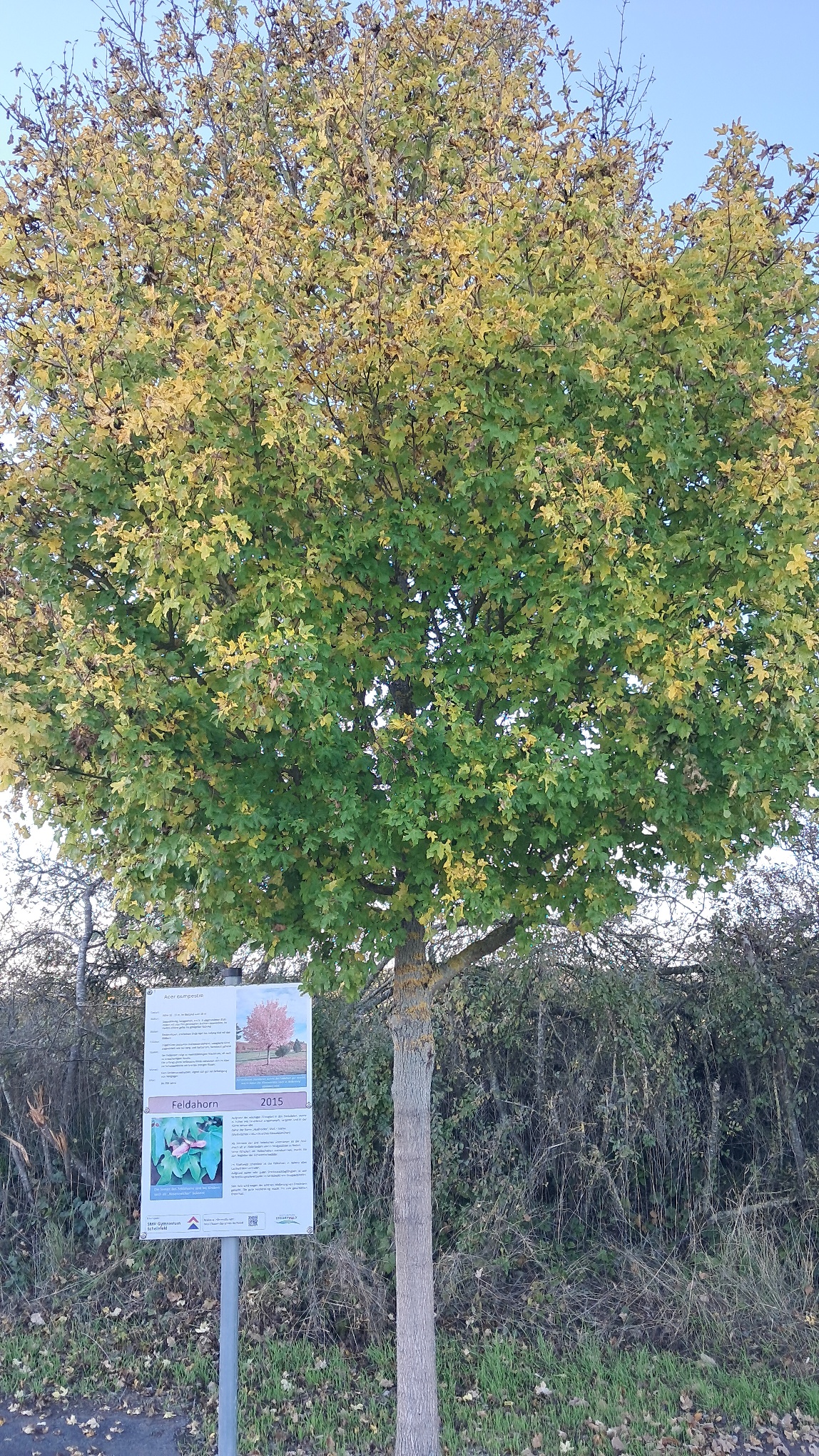 Feldahorn an der Jahresbaumallee1